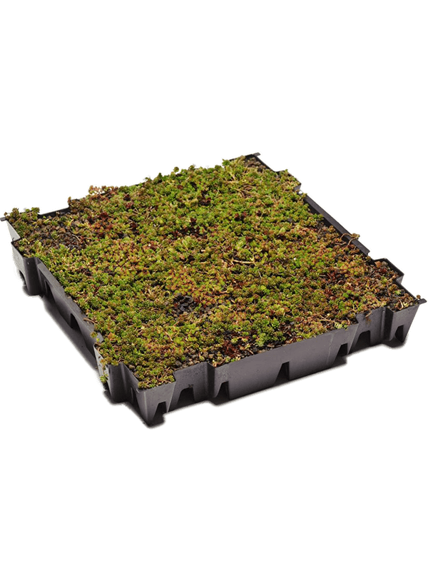 Sedum tray
