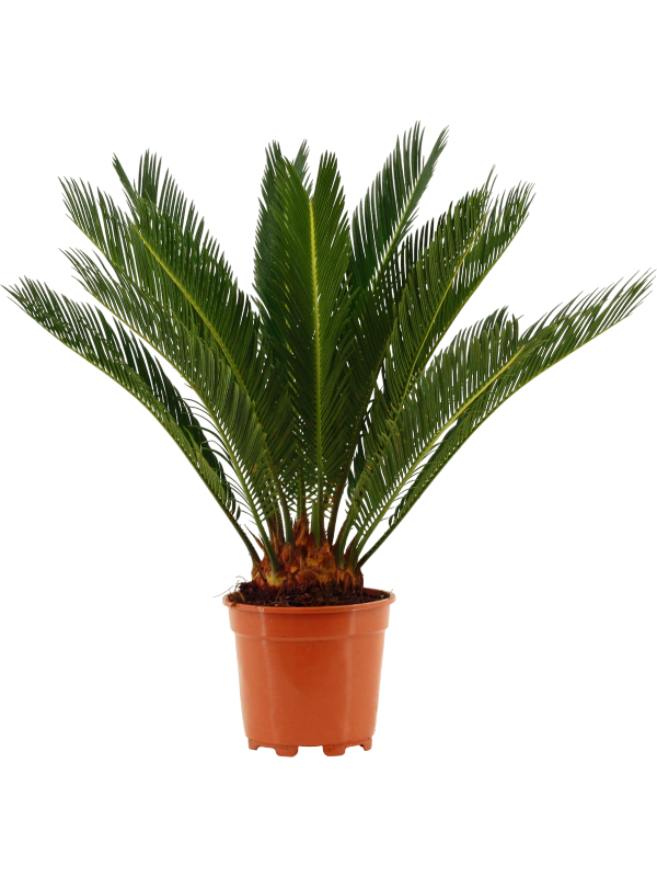 Cycas revoluta