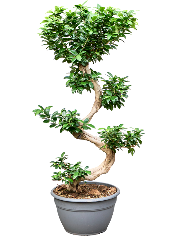 Ficus microcarpa Ginseng