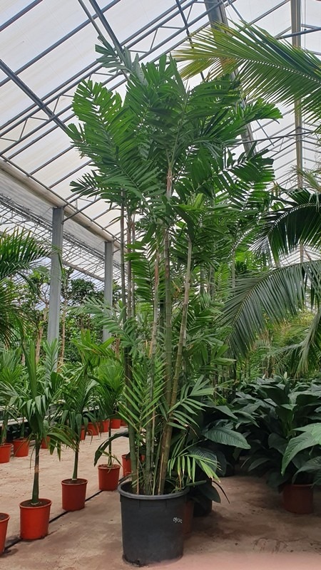 Ptychosperma macarthurii
