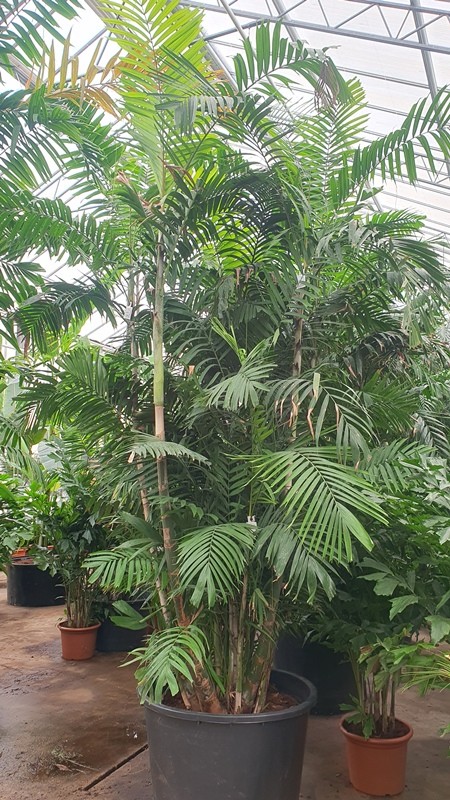 Ptychosperma macarthurii