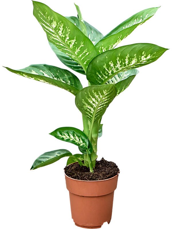 Dieffenbachia seguine 'Tropic Snow'