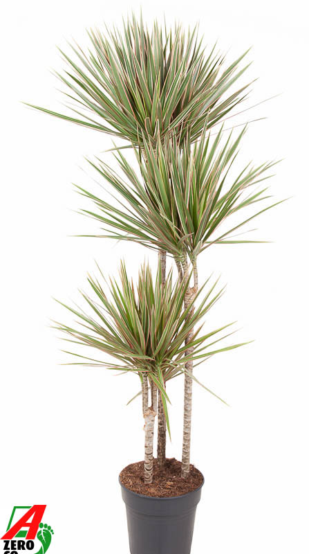Dracaena marginata Bicolor