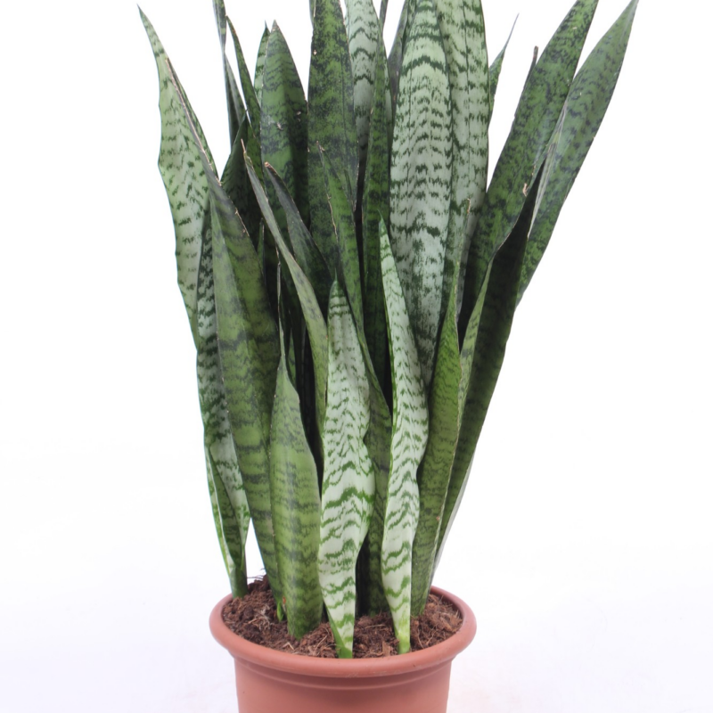 Sansevieria zeylanica