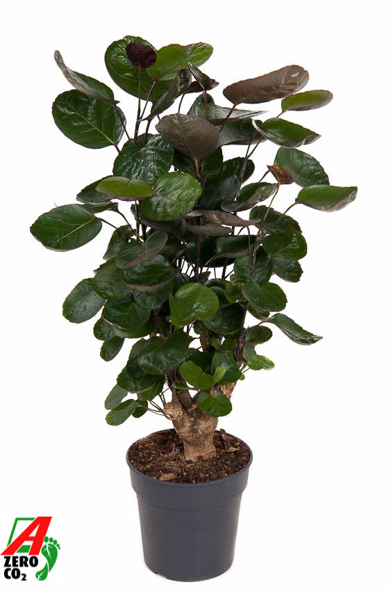 F00002406