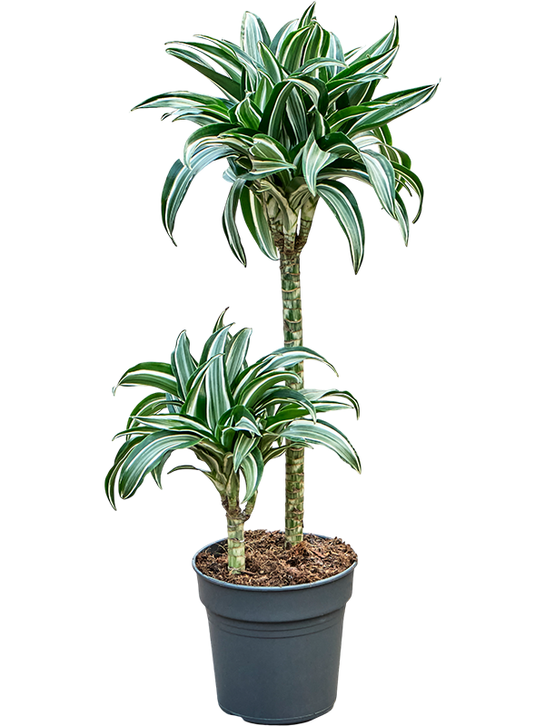 Dracaena fragrans 'Jade Jewel'