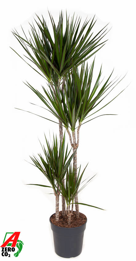 F00002429