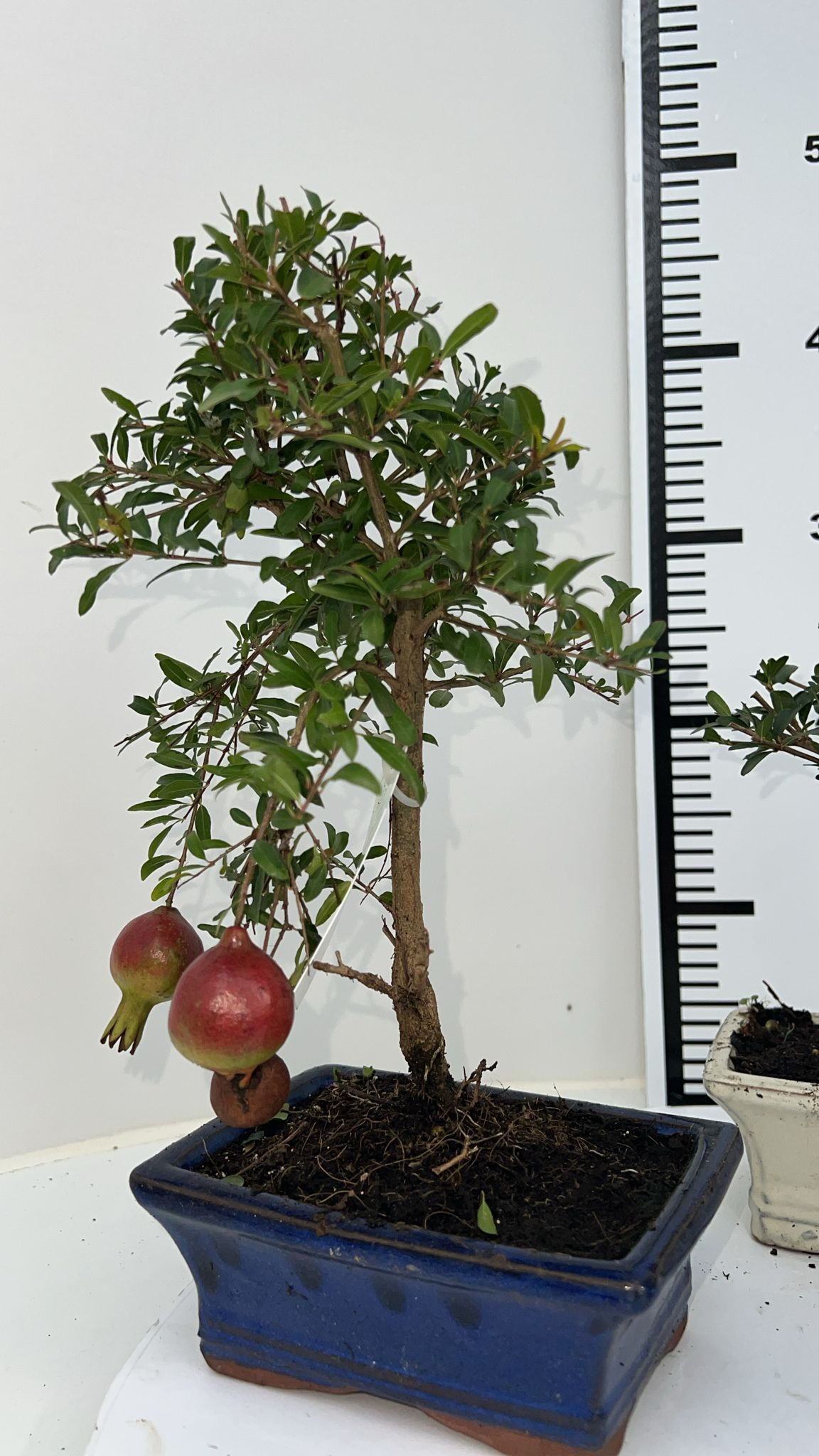 F00002556