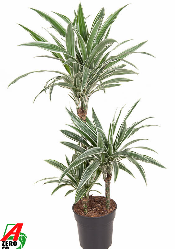 Dracaena fragrans 'White Stripe'