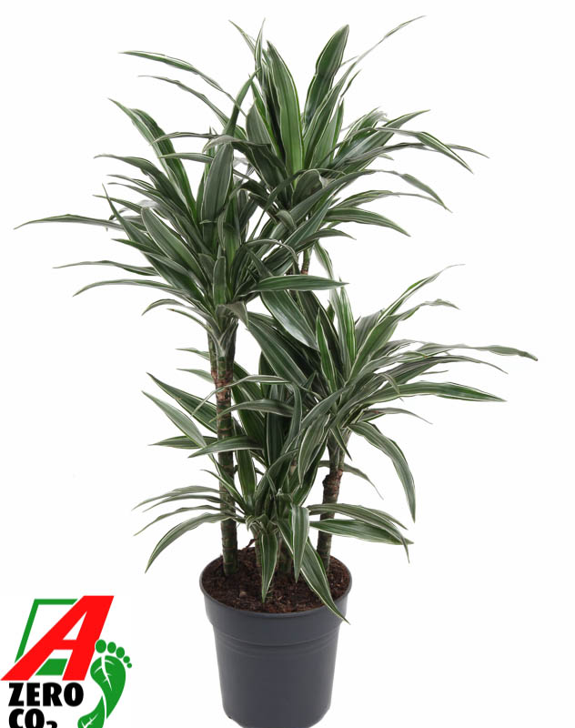 Dracaena deremensis 'Warneckei'