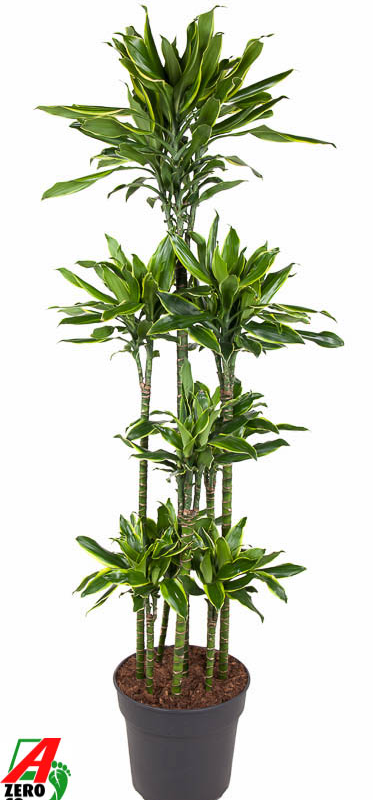 Dracaena fragrans 'Golden Coast'