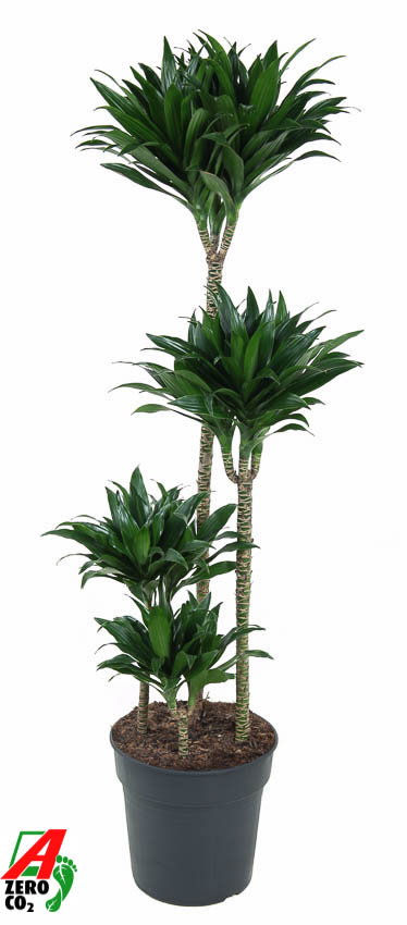 F00002852