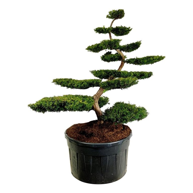 Taxus baccata 'Summergold'