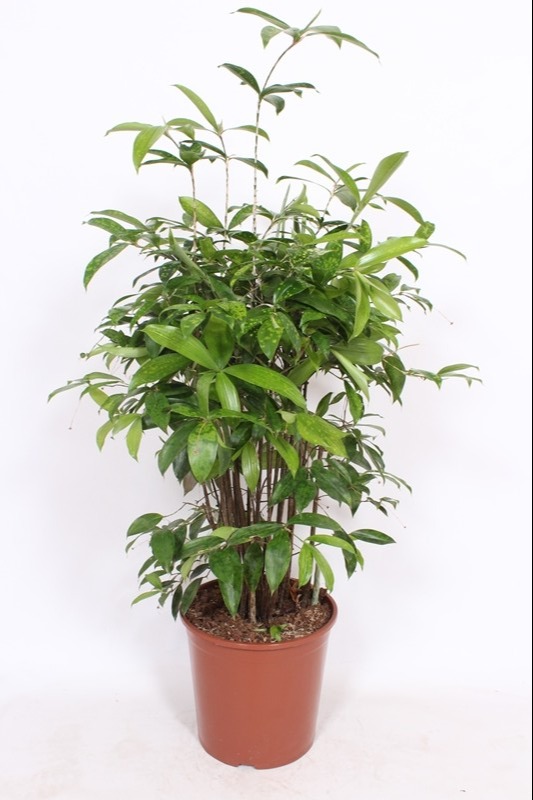 Dracaena surculosa