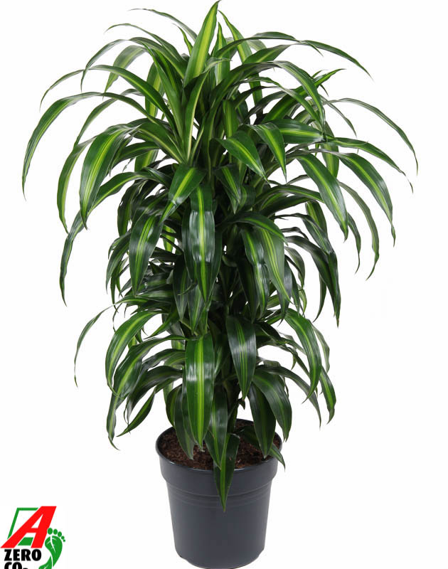 Dracaena fragrans 'Hawaiian Sunshine'
