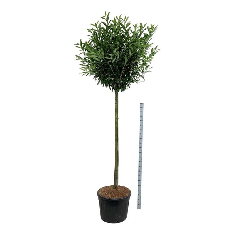 Prunus laurocerasus 'Caucasica'