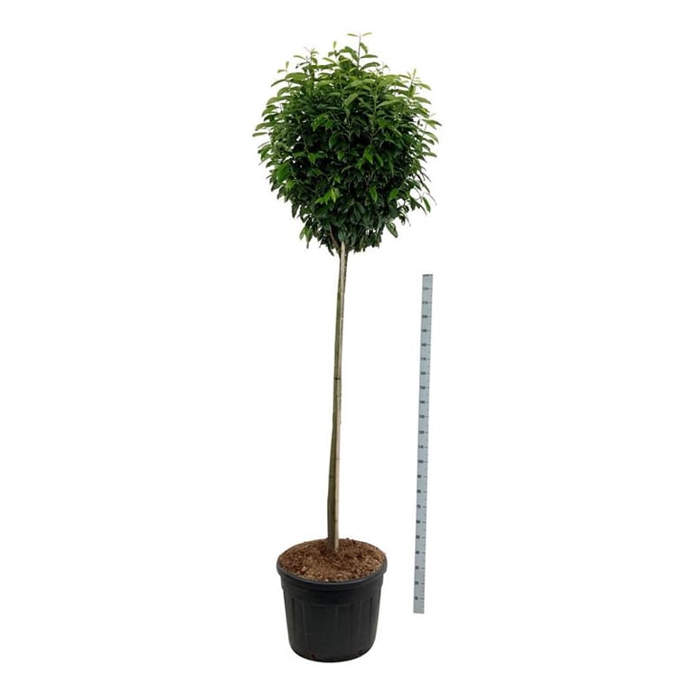 Prunus laurocerasus