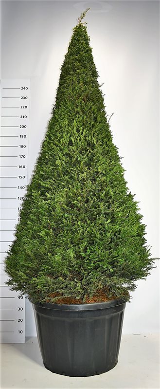 F00003799