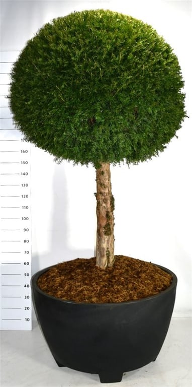 F00003803