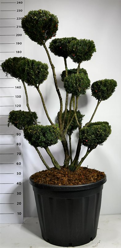 Taxus media 'Hicksii'