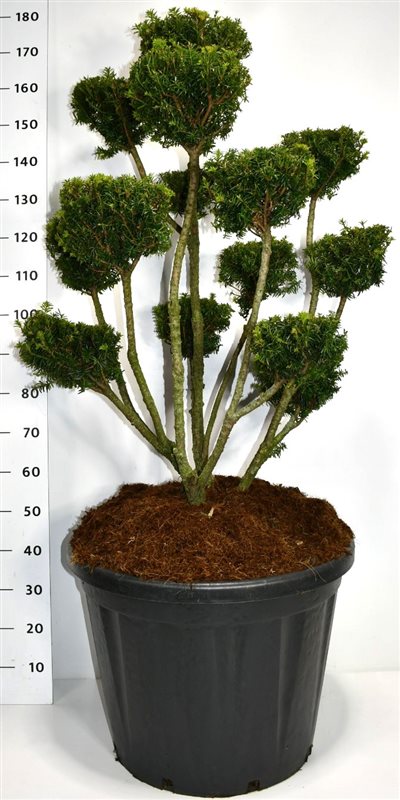 Taxus media 'Farmen'