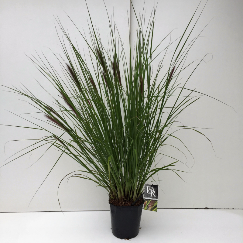 Pennisetum Viridescens