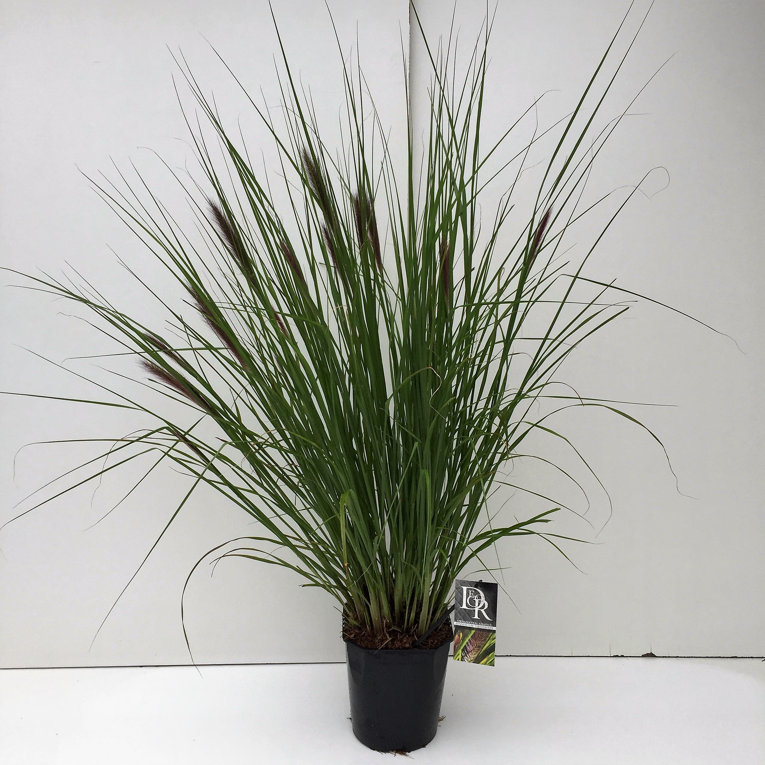 F00004028