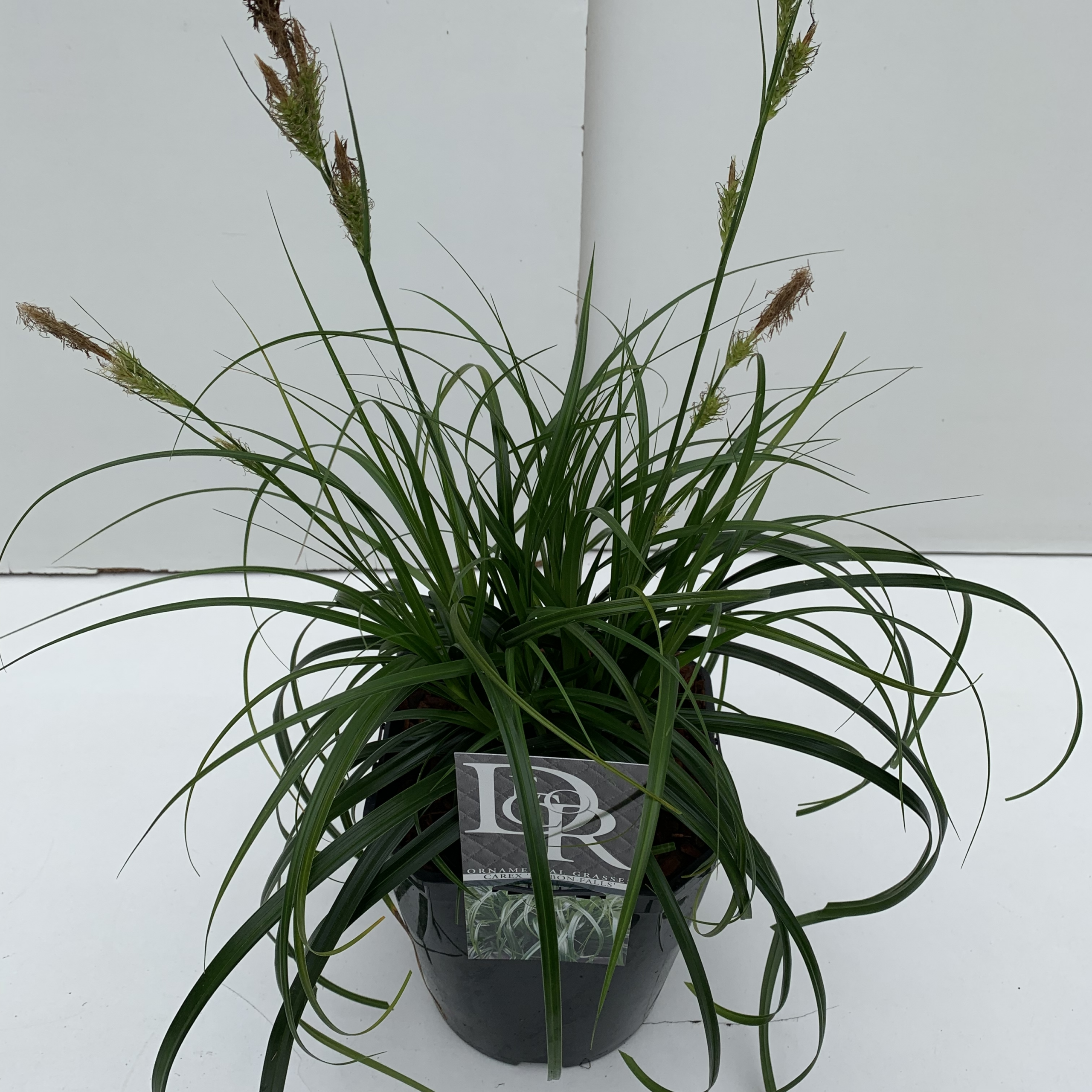 F00004042