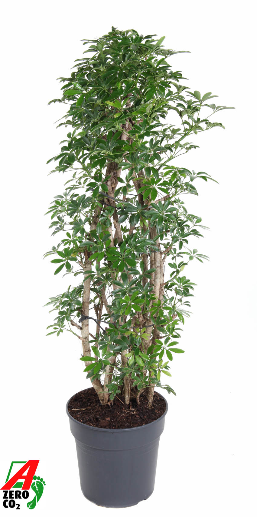 F00004142