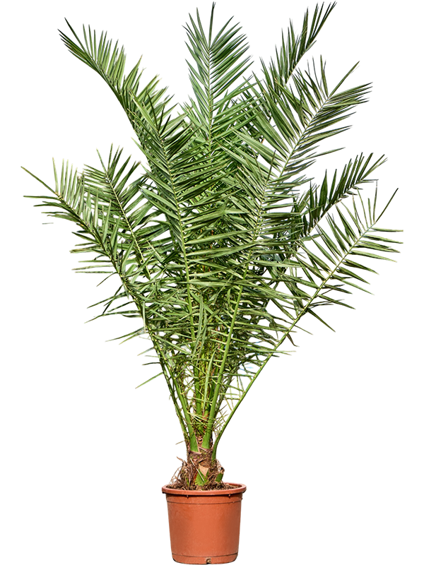 Phoenix canariensis