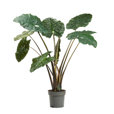 Alocasia sarawakensis 'Yucatan Princess'