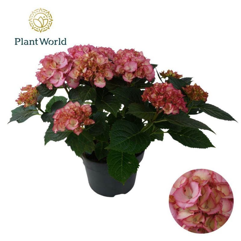 Hydrangea macrophylla Ave Pink