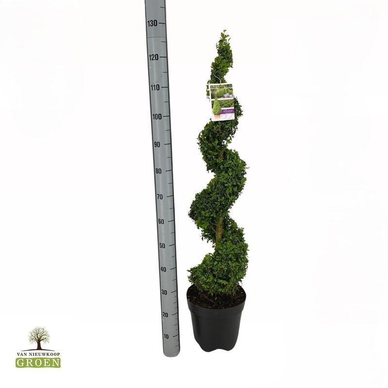 Buxus sempervirens