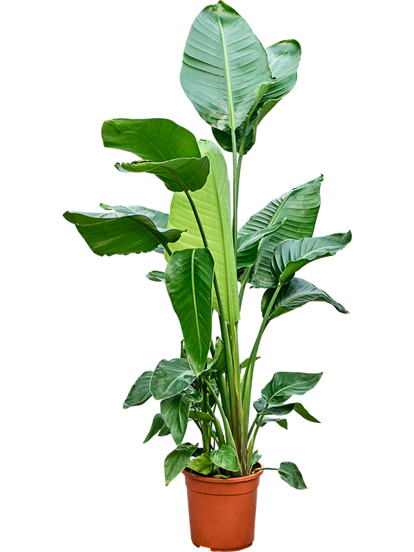 Strelitzia nicolai (130-140cm)