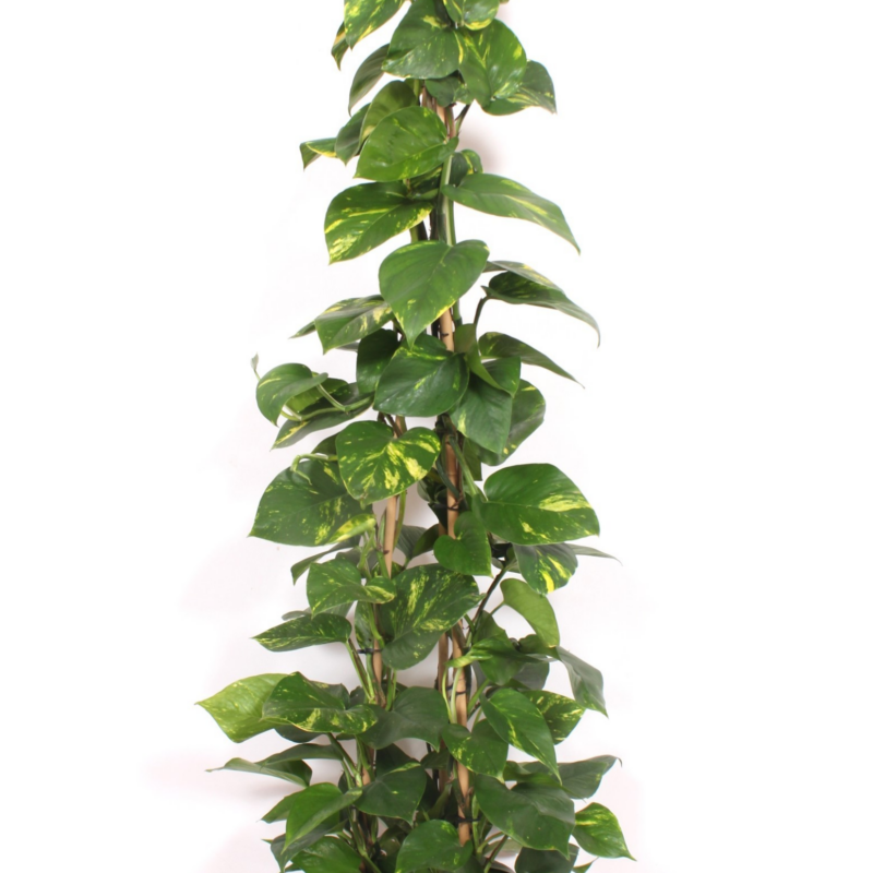 Epipremnum pinnatum 'Aureum'