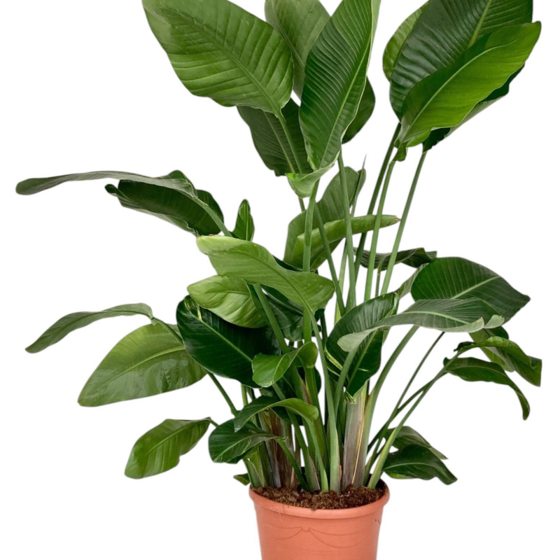 Strelitzia nicolai