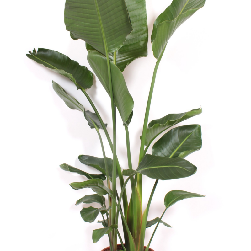 Strelitzia nicolai