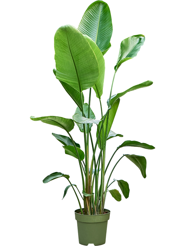 Strelitzia nicolai