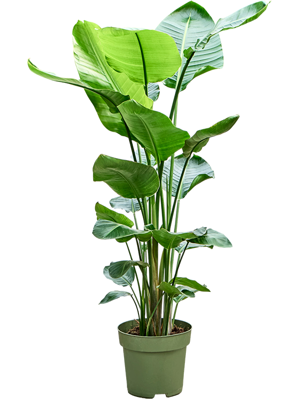 Strelitzia nicolai