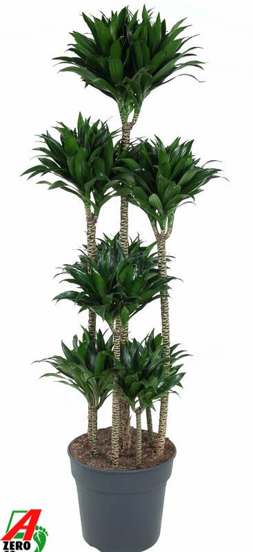 Dracaena fragrans 'Compacta'