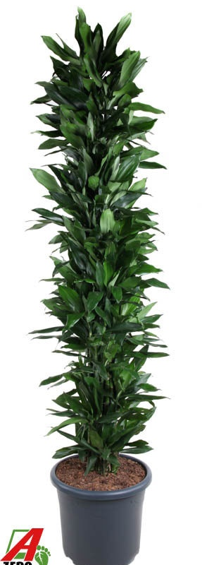 Dracaena fragrans 'Janet Lind'