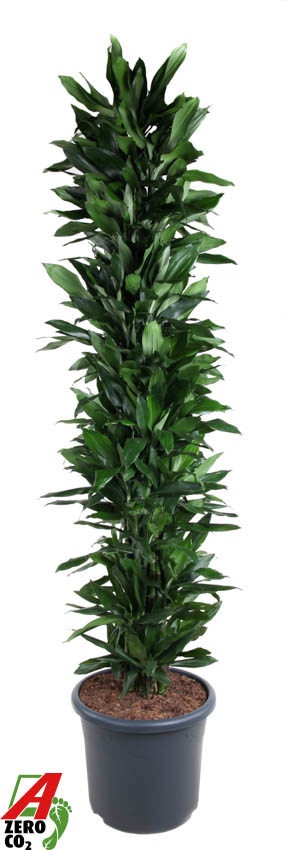 F00005139