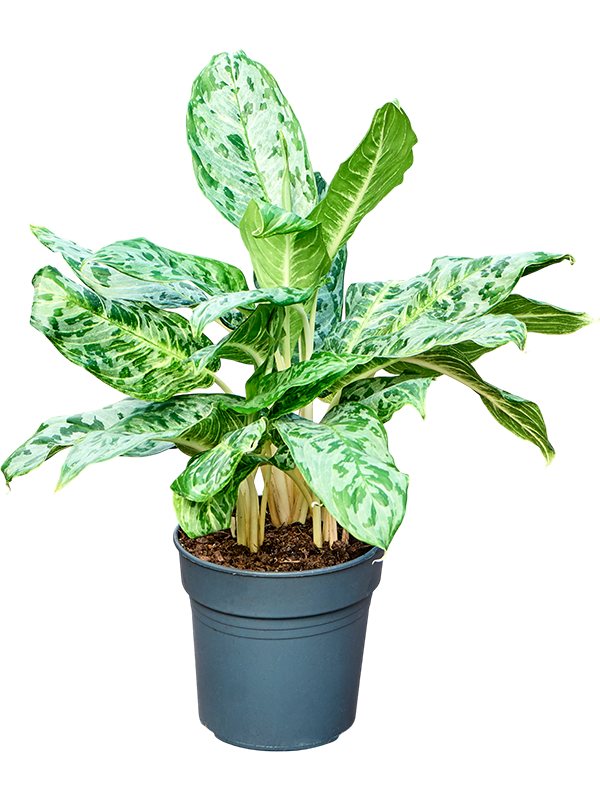 Aglaonema 'Peacock'