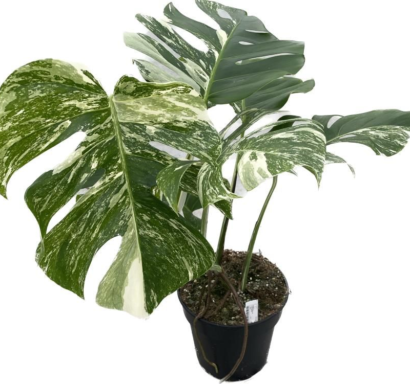 Monstera deliciosa 'Variegata'