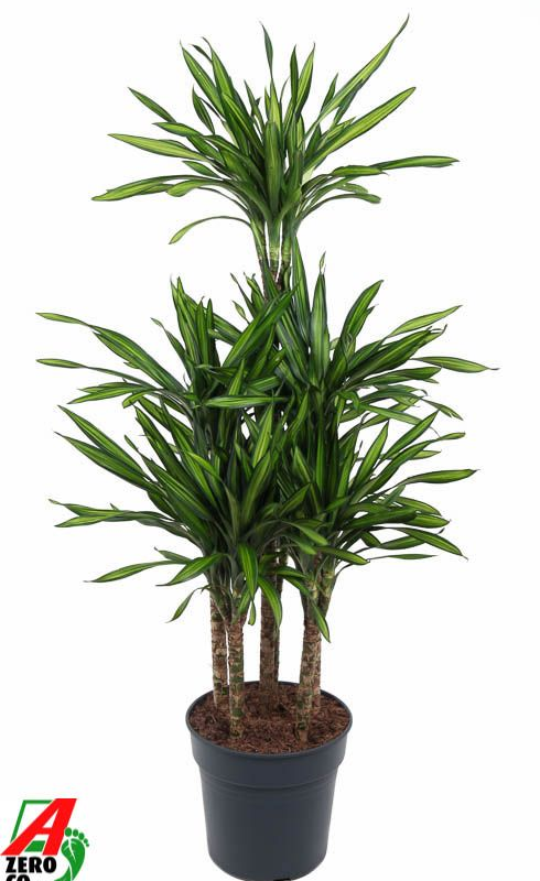 Dracaena fragrans 'Riki'