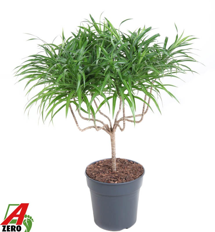 Dracaena reflexa 'Anita'