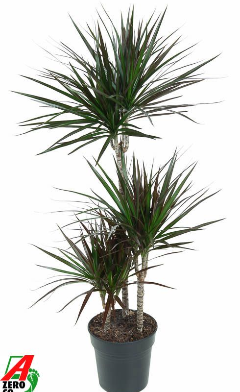 Dracaena marginata 'Magenta'