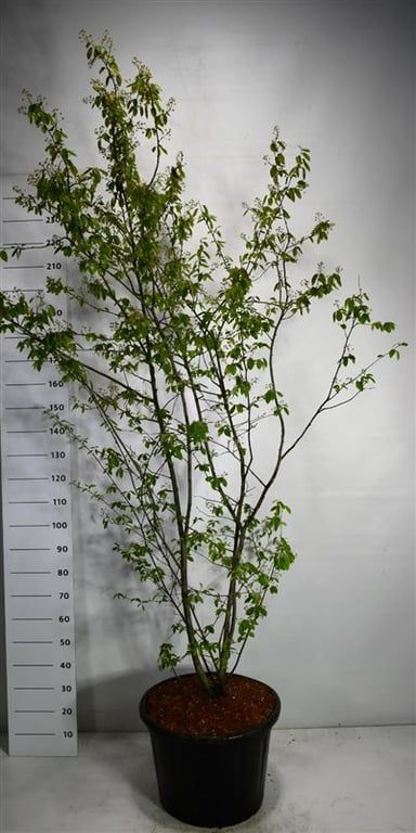 F00005274