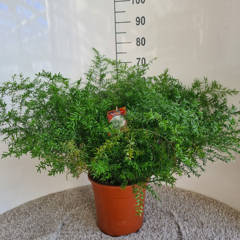 Asparagus densiflorus 'Cwebe'