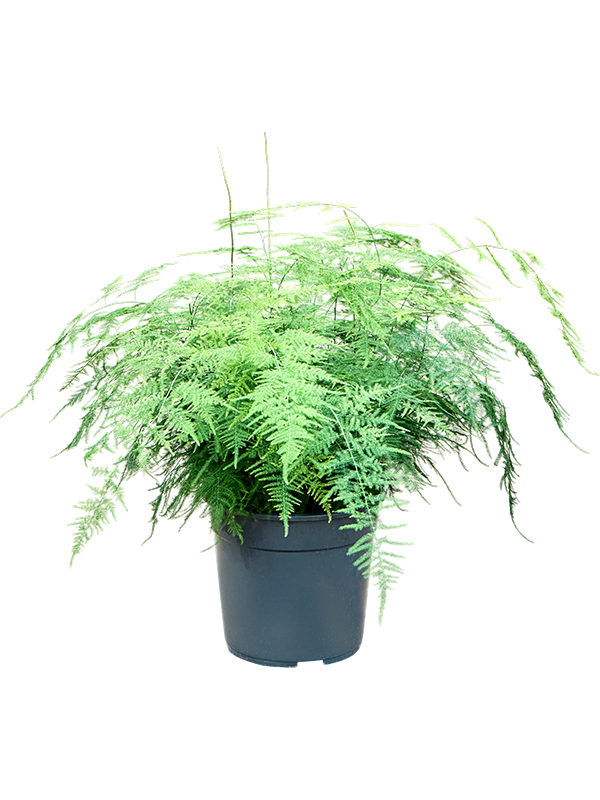 Asparagus setaceus